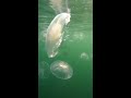 herd of bluefish underwater slow motion