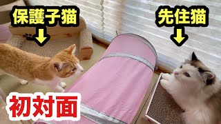 先住猫と初対面した保護子猫の反応が慎重でした