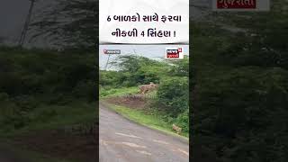 Bhavnagar News | બાળકો સાથે આંટો મારવા  નીકળી સિંહણ!  | Lion | Gujarat | News 18 Gujarat | N18S