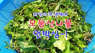 택배로온모둠산나물언박싱, 산나물이름맞히기, 산나물종류맞히기, 정성이담긴산나물박스, 산나물한박스, 모둠산나물박스