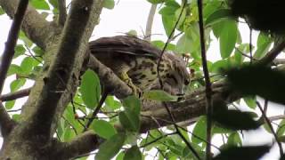 20190622 松鼠出現在眼前，兩隻小鳳頭的反應竟然是……大安森林公園鳳頭蒼鷹Crested Goshawk