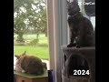 2023/2024 Inaya & Pitchounette ❤️ #2023 #2024 #chat #lapin #shorts #edit #video 🦋