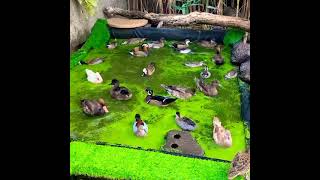 Ducks Haven | Ducks swimming and enjoying their times in pool | হাঁস পালন করবেন যেভাবে | #shorts