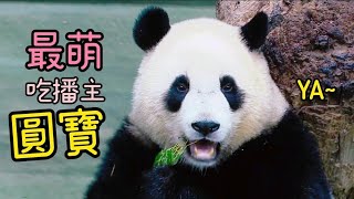 圓寶當起小小吃播主，認真吃竹葉，吃到眼睛瞇瞇超可愛|熊貓貓熊The Giant Panda Yuan Yuan and Yuan Bao|台北市立動物園