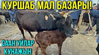 СААН УЙЛАР КУНАЖЫН УРГААЧЫ БУКА ЭРКЕК УРГААЧЫТОРПОК БААЛАРЫ 🤯 #байтв