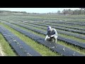 Large Georgia Family-Owned Vegetable Operation Proud Of Humble Roots