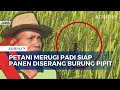 Lebih Dari 100 Hektar Tanaman Padi Siap Panen Diserang Burung Pipit, Petani Merugi