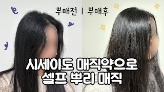 시세이도 매직약으로 셀프 뿌리매직 도전👏🏻 뿌리 매직할 때마다 다시 보려고 만든 영상