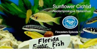 Sunflower Cichlid Neolamprologus Helianthus Fincasters Episode 123