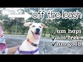 How to make your dog stress free through walking? | The PAWmazing Friends