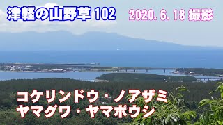 津軽の山野草102(ｺｹﾘﾝﾄﾞｳ・ﾉｱｻﾞﾐ・ﾔﾏｸﾞﾜ・ﾔﾏﾎﾞｳｼ)