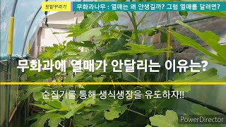 7/17) 무화과 열매가 안달리는 이유는? 그럼 열매를 달려면 어떻게 해야할까? (순집기 순막음을 통해 생식생장을 유도하자) 열매가 안열리는 원인 분석