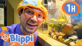 Blippi Visits the Pacific Science Center | 1 HOUR OF BLIPPI TOYS | Animal Videos for Kids