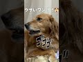 飼い主にガチギレしてしまった愛犬の末路 shorts