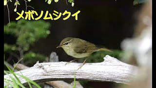 [4K60P]メボソムシクイ／山の水場