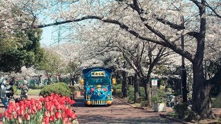 総合レクリエーション公園フラワーガーデンの桜｜江戸川区葛西のお花見スポット｜Sogo Recreation Park Cherry Blossoms｜Kasai Edogawa-ku Tokyo