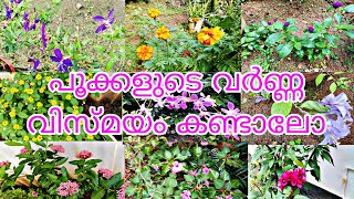 പൂക്കളെയും ചെടികളെയും ഇഷ്ടപെടാത്തവരുണ്ടോ  outdoor&indoor plants#subscribe#support#flowers#plants