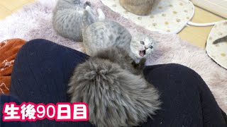 【生後90日目の子猫】大好きなママさんの側で いつまでも遊びたがる子猫が可愛過ぎる！！＃128