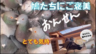 頑張っている鳩たちにご褒美　新年なのに家族とゆっくりしないクリストファー