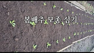 나의소소한행복 - [텃밭]  봄배추 모종을 심었습니다.