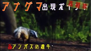 RDR2　高確率で出現 アナグマ アンガスの雄牛　レッドデッドリデンプション2