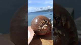 Chewy Crunchy Giant Sea Snail #exoticfood
