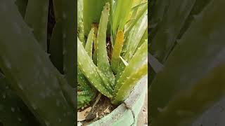 கற்றாழை செடி.... #Aloe Vera......