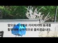 나무 가지치기 8 배나무_tree pruning 8 pear trees