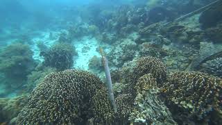 Divelog -  Borneo Divers Mabul Resort’s house reef, Mabul Island, Sabah, Malaysia (Oct 2022)