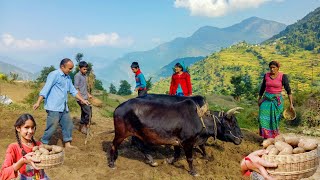 पहाड़ी आलू || Pahadi Potato || पहाडों में आलू की खेती || Potato Farming In Uttarakhand ,Namaste Pahad