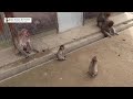 猿の赤ちゃん：失われたリンゴを求めて。 monpai monyet 小猿 子猿 赤ちゃん猿 子ザル ニホンザル 香川 土庄町 小豆島 銚子渓 お猿の国