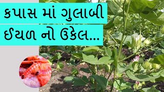 કપાસ માં ગુલાબી ઈયળ નો સમયસર ઉકેલ| kapas ki kheti atm kapas kapas me gulabi eyal