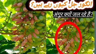 Why Grapes are burning?अंगूर क्यों जल रहे हैं?angoor kyon jal rahe hyn?@GardeningismyPassion