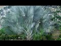 bismarck palm tree facts and where to grow