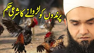 Murgon Ki Larai Karana Aur Tamasha Dekhna | Are Cock Fights Legal In Islam? Mufti Usman Afaq