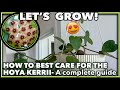 GROW HOYA KERRII