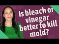 Is bleach or vinegar better to kill mold?