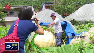 望鄉布農南瓜王 千斤巨瓜拚冠軍 2018-06-11 Seediq IPCF-TITV 原文會 原視族語新聞