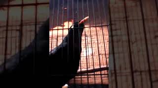 Ini Dia Beo Nias Asli Yang Paling Dicari Dan Dilindungi