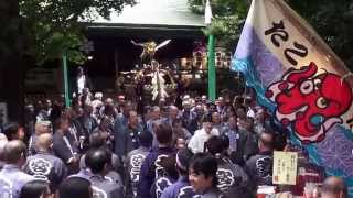 平成２５年 第六天榊神社 例大祭　宮入り　宮元町会神輿連合渡御です。