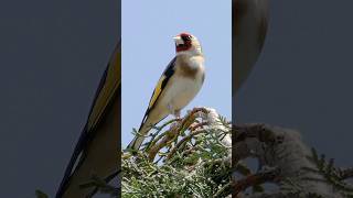 Incredible Goldfinch's hypnotic song | Bird sounds