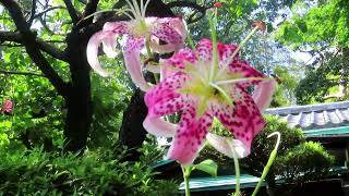 カノコユリ/鹿の子百合// Lilium speciosum