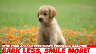 Stop Your Golden Retriever's Excessive Barking!