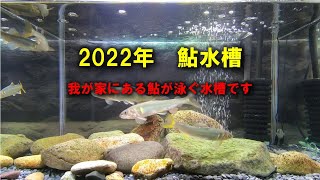 2022鮎飼育水槽