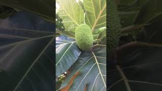 ផ្លែសាក់គេ #motherflower #nature #fruitplants #garden