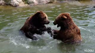 How to bears live. | baby bear #bear  @Wildlife0300