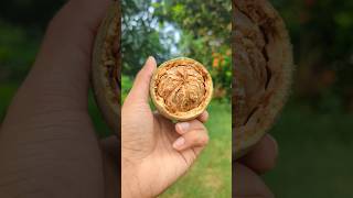 Wood Apple (Kodbel Makha) #shorts #food #woodapple #kodbelmakha