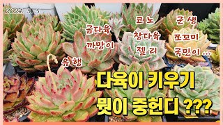 240505 다육스케치 ㅣ키핑장 풍경 ㅣ 다육이 키우기 ㅣ비오는 날 다육이 관수ㅣ송화가루