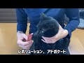 餌場が取り壊される為に緊急レスキューした黒猫兄妹【we rescued cats】