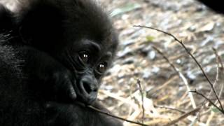 Cute baby gorilla (five months old).かわいいゴリラの赤ちゃん（生後五ヶ月）。